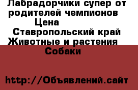 Лабрадорчики супер от родителей чемпионов › Цена ­ 13 000 - Ставропольский край Животные и растения » Собаки   